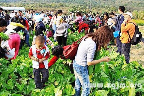 梦见去菜园摘菜