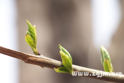 梦见树发芽