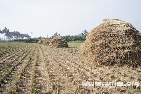 梦见稻草 麦 禾苗